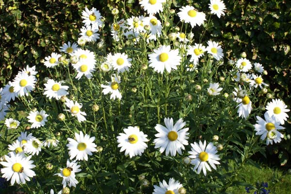 Leucanthemella serotina 'Herbststern'
