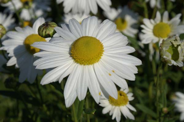 Leucanthemella