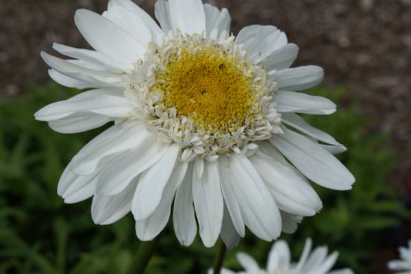 Leucanthemum x superbum 'Sunny Side Up'