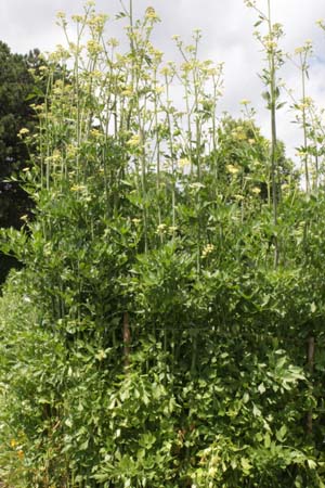 Levisticum officinalis