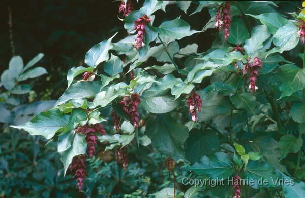 Leycesteria formosa 'Purple Rain'