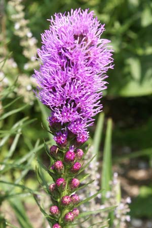 LIATRIS spicata 'Kobold' veg.