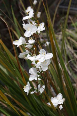 LIBERTIA 'Amazing Grace'