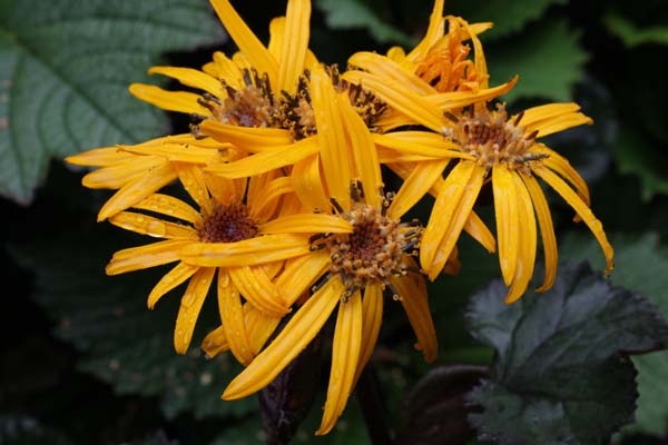 LIGULARIA dentata 'Britt-Marie Crawford'