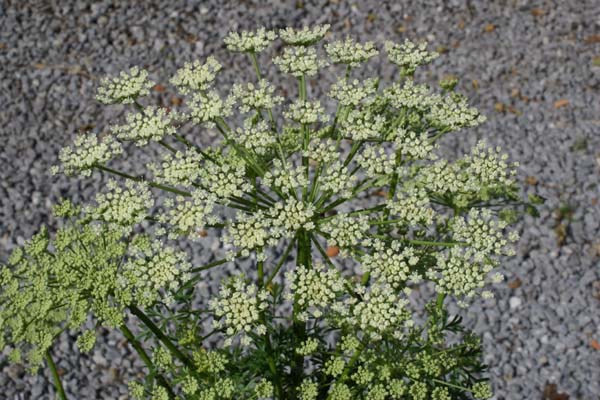 Ligusticum