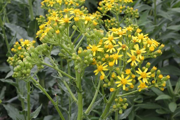 LIGULARIA macrophylla
