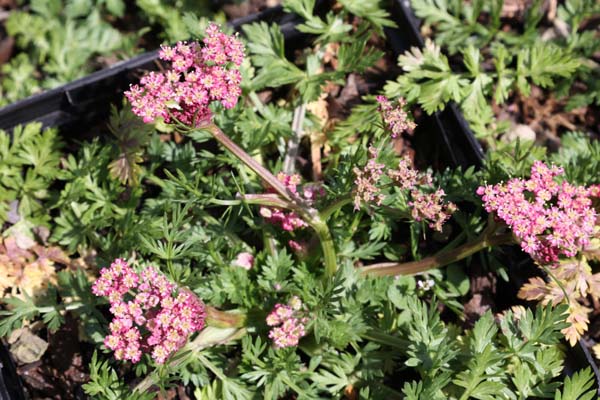 Ligusticum mutellinoides f. roseum