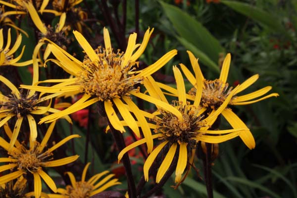 Ligularia 'Osiris Fantaisie'