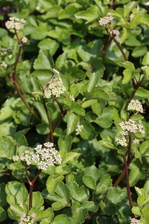 Ligusticum scoticum