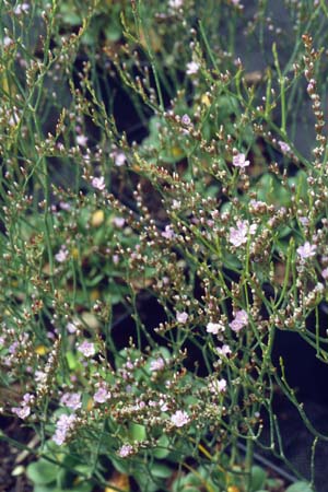 LIMONIUM bellidifolium