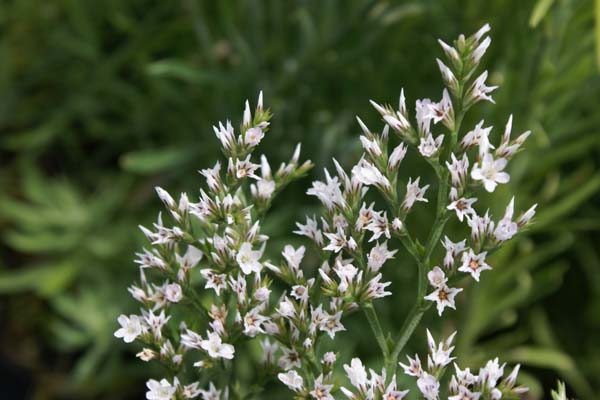 LIMONIUM tataricum 'Woodcreek' (Goniolimon)