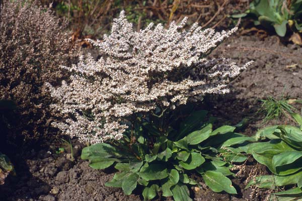 Limonium tataricum (syn. Goniolimon tat.)