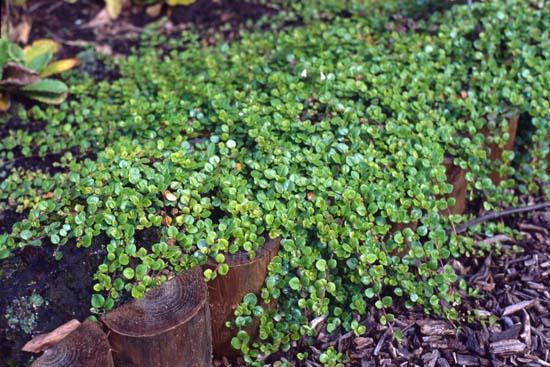 Linnaea borealis americana