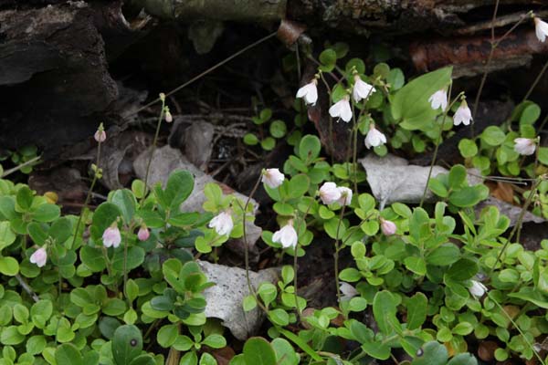Linnaea borealis americana