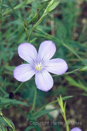 Linum
