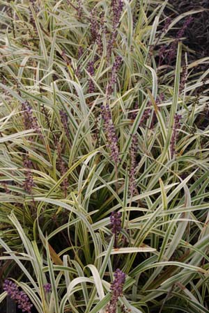 Liriope muscari 'Silver Sunproof' ('Variegata')