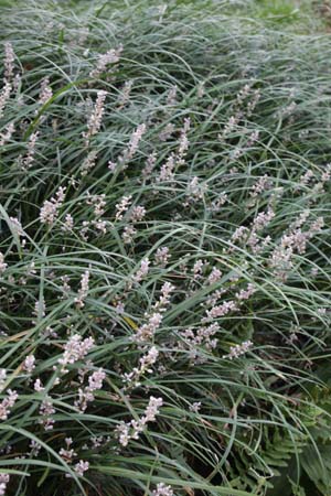Liriope spicata