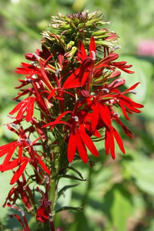 LOBELIA cardinalis (W.J.Beal Bot.Gdn.)