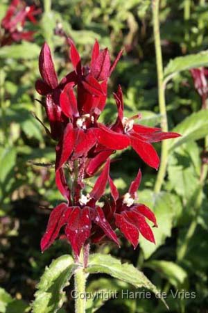 LOBELIA 'Washfield'