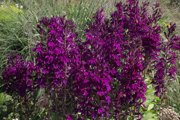 Lobelia 'Hadspen Purple'