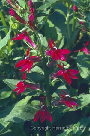 Lobelia 'Ruby Slippers'