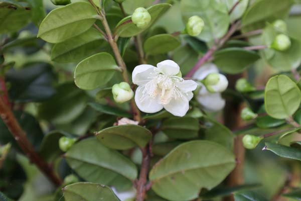 Luma apiculata