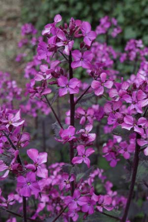 Lunaria annua 'Chedglow'
