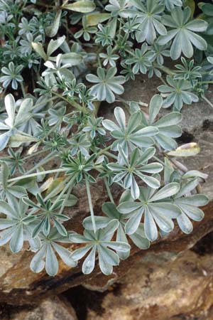 LUPINUS holosericeus
