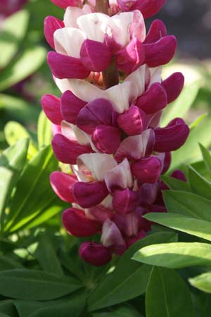 LUPINUS 'Inspiration' (Westcountry)
