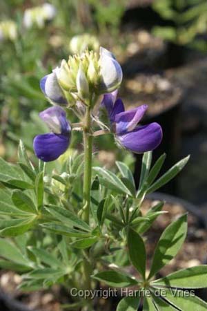 Lupinus rivularis