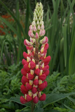 LUPINUS 'Tequila Flame' (Westcountry)