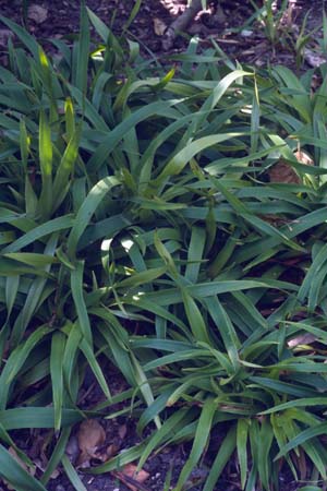 Luzula sylvatica 'Marginata'