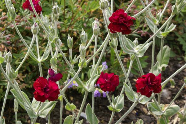 Lychnis coronaria 'Gardeners World'