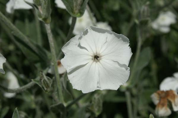 Lychnis coronaria 'Alba'
