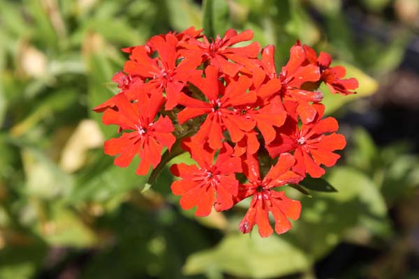 Lychnis wilfordii 'Karafuto'