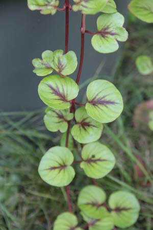 LYSIMACHIA christinae 'Zixin'