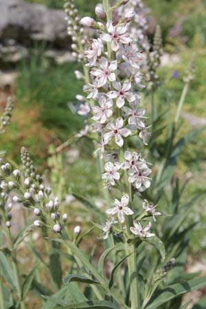 Lysimachia ephemerum