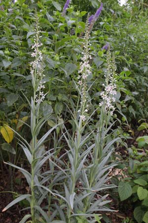 Lysimachia ephemerum