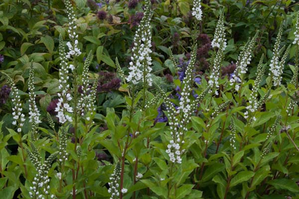 Lysimachia fortunei 'Candela'