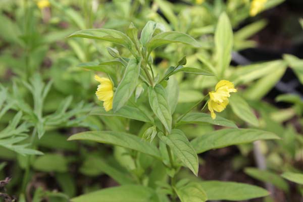 LYSIMACHIA quadrifolia