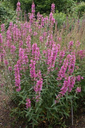 Lythrum virgatum 'Rose Queen'