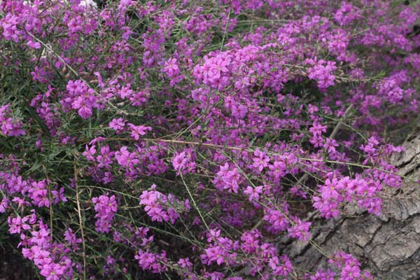 Lythrum virgatum 'Swirl'