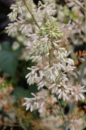 Macleaya cordata 'Celadon Ruffles'