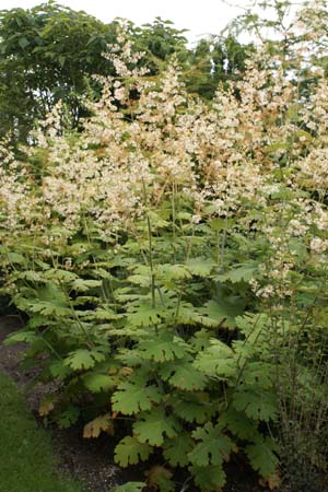 MACLEAYA 'Spetchley Ruby'