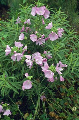 Malva