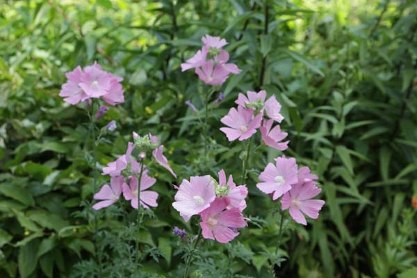 MALVA alcea fastigiata