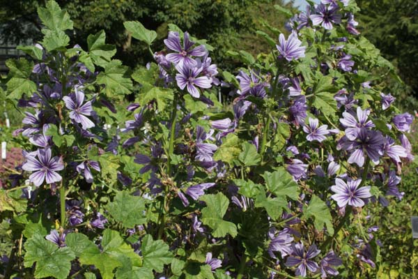 Malva sylvestris 'Marina'