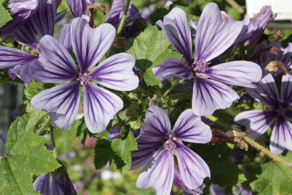 Malva sylvestris 'Marina'