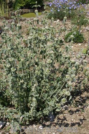 Marrubium incanum