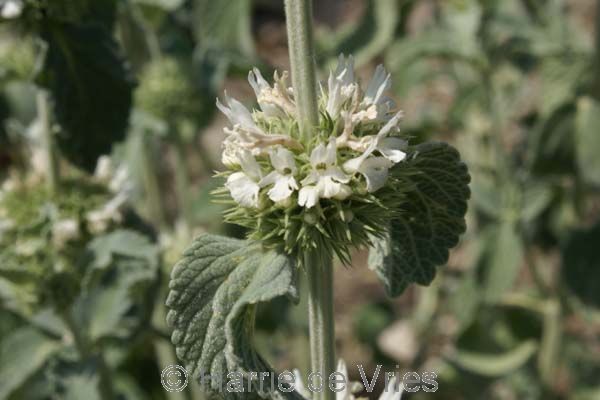 Marrubium incanum